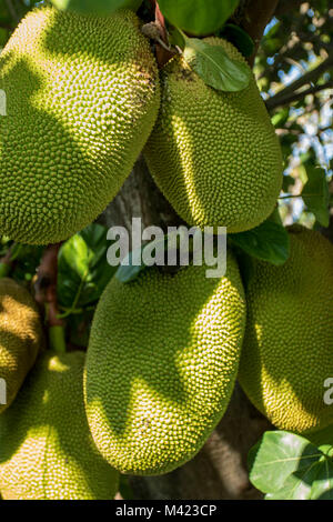 Jackfruit cluster on tree in jamaica, west indies, caribbean Stock Photo