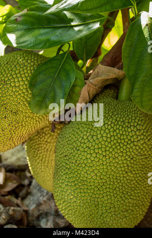 Jackfruit cluster on tree in jamaica, west indies, caribbean Stock Photo