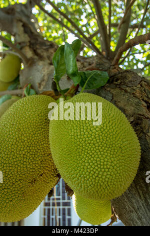 Jackfruit cluster on tree in jamaica, west indies, caribbean Stock Photo