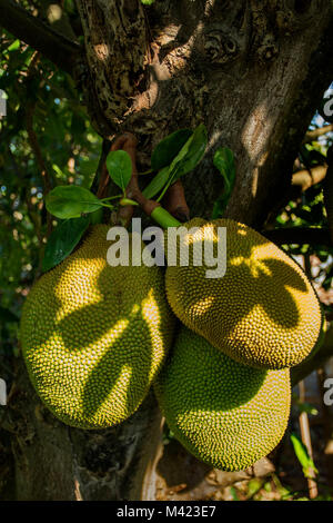 Jackfruit cluster on tree in jamaica, west indies, caribbean Stock Photo