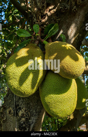 Jackfruit cluster on tree in jamaica, west indies, caribbean Stock Photo