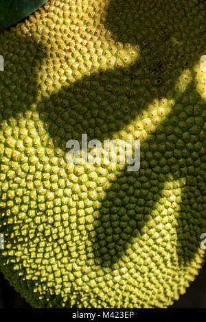 Jackfruit cluster on tree in jamaica, west indies, caribbean Stock Photo