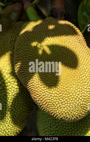 Jackfruit cluster on tree in jamaica, west indies, caribbean Stock Photo