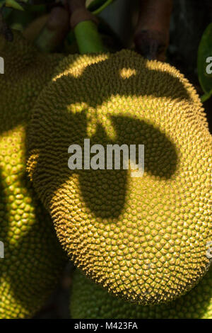 Jackfruit cluster on tree in jamaica, west indies, caribbean Stock Photo