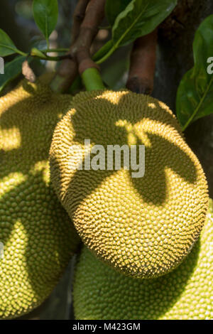 Jackfruit cluster on tree in jamaica, west indies, caribbean Stock Photo