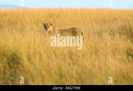 Big 5 Apex predator: Stealthy watchful lioness (Panthera leo) hunting stands alert partially concealed in long grass stalking prey, Masai Mara, Kenya