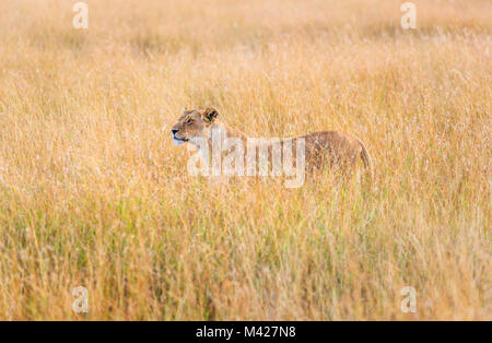 Predator: stealthy watchful lioness (Panthera leo) standing partially concealed in long grass, alert watching for and stalking prey, Masai Mara, Kenya Stock Photo