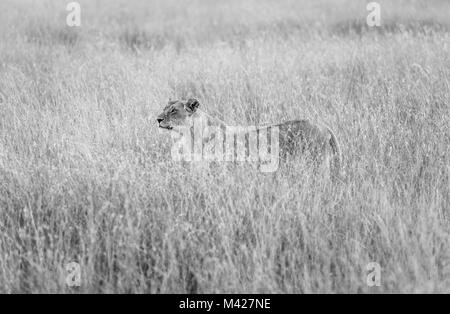 Big 5 predator: Stealthy watchful lioness (Panthera leo) stands partially concealed in long grass, alert and watchful stalking prey, Masai Mara, Kenya Stock Photo