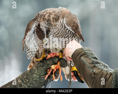 Falcon eats chicken meat sitting at man's arm. Stock Photo