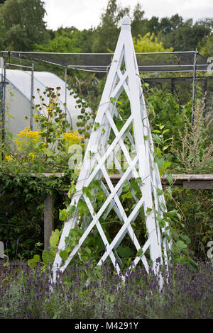 White, wooden garden obelisk, Stock Photo