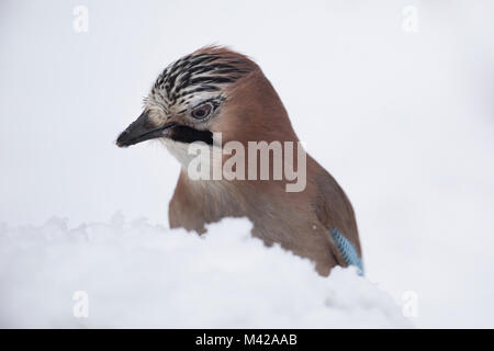 Eichelhäher, Eichel-Häher, Garrulus glandarius, Eurasian jay, jay, jaybird, Geai des chênes Stock Photo