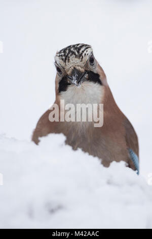 Eichelhäher, Eichel-Häher, Garrulus glandarius, Eurasian jay, jay, jaybird, Geai des chênes Stock Photo