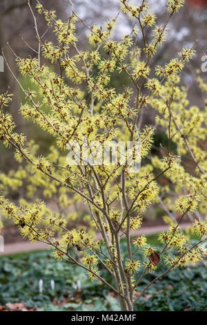 Hamamelis x Intermedia 'Sunburst'. Witch hazel 'Sunburst' flowering in winter. RHS Wisley Gardens, Surrey, UK Stock Photo