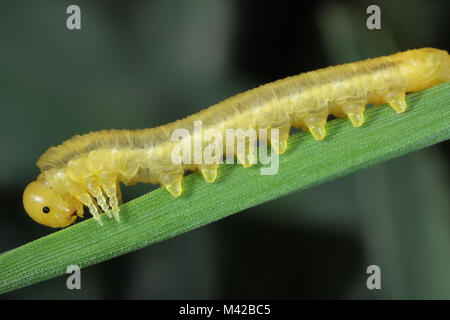 Larvae of hymenoptera form family Tenthredinidae on cereals. Stock Photo