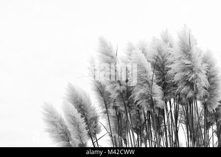 Many ornamental grass fronds against a white background Stock Photo