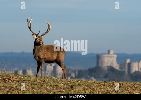 Red Deer in Windsor Great Park, Berkshire, England. Windsor Castle can be seen in the background. Stock Photo