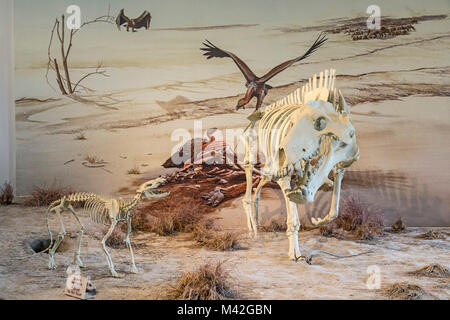 Harrison, Nebraska - Agate Fossil Beds National Monument. The fossilized skeletons of hundreds of ancient animals were discovered here in the early 20 Stock Photo