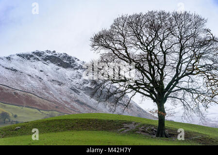 Lone tree snowy hillside of Helm Crag. Stock Photo