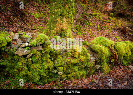 Mosscovered wall lichen Stock Photo