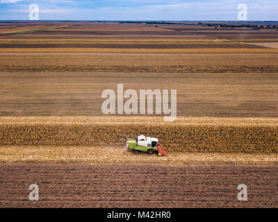 Corn crop harvest. Aerial view of combine harvester machine gathering grains in maize field. Stock Photo