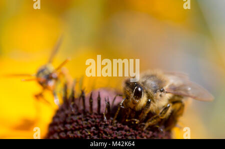 A rough bee collects pollen from flowers and wasp comes to the flower Stock Photo