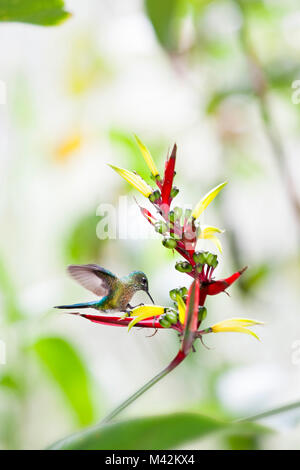 Peru, Aguas Calientes, Hummingbird feeding on heliconia flower. Stock Photo
