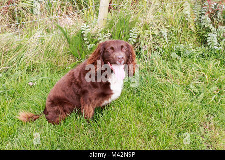 An image of a Sprocker Spaniel Dog panting Stock Photo