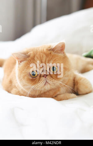 Ginger exotic persian cat laying on bed with playful look Stock Photo