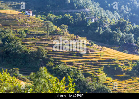 Punakha, Bhutan.  Rice Terraces on Hillside above the Mo River Valley, Ready for harvest. Stock Photo