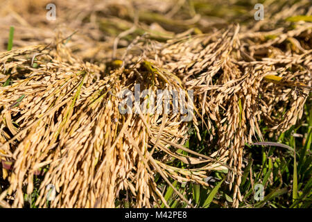 Punakha, Bhutan.  Rice Ready for Harvest, Mo River Valley. Stock Photo