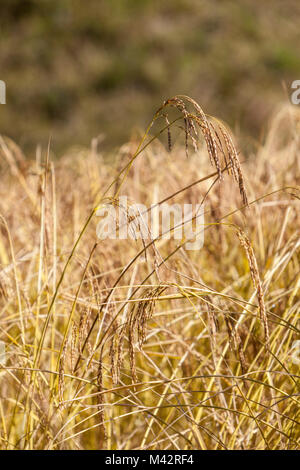 Punakha, Bhutan.  Rice Ready for Harvest, Mo River Valley. Stock Photo