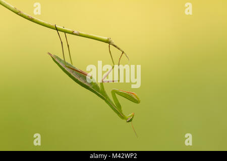 Mantis insect hanging head down. Montevecchia, Lecco, lombardy, Italy,Europe Stock Photo