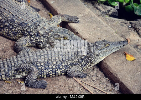 Tanzania Alligator taken in 2015 Stock Photo