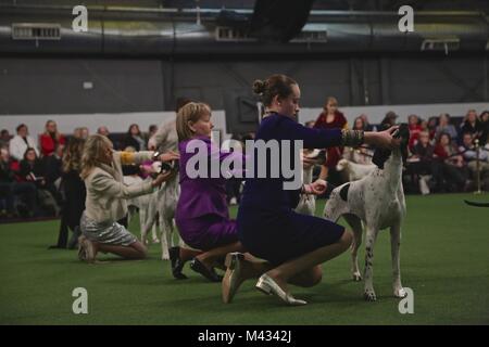 The 2018 Westminster Kennel Club Dog Show held annually in New York City, NY. 13th Feb, 2018. Credit: Credit: /ZUMA Wire/Alamy Live News Stock Photo