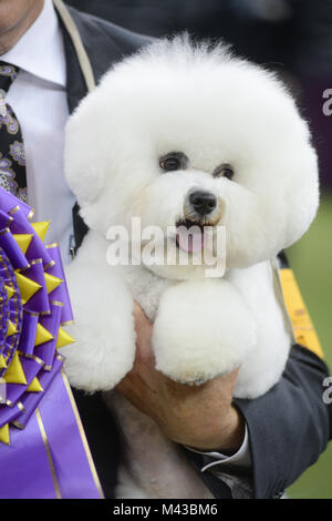 New York, USA. 13th February, 2018. Handler Bill McFadden shows Flynn, a bichon frise, in the best in show competition during the 142nd Westminster Kennel Club Dog Show on February 13, 2018 at Madison Square Garden in New York. Credit: Erik Pendzich/Alamy Live News Stock Photo