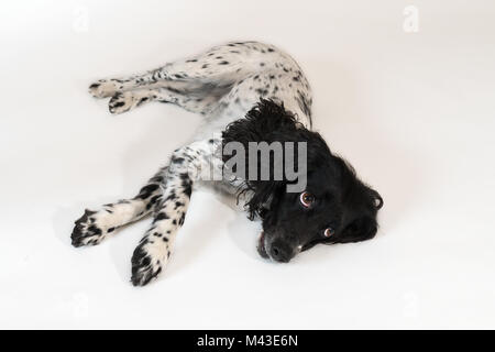Beautiful female spaniel lies on white background Stock Photo