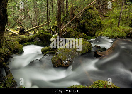 WA13393-00...WASHINGTON - Big Quilcene River along the Big Quilcene Trail in the Buckhorn Wilderness of the Olympic National Forest. Stock Photo