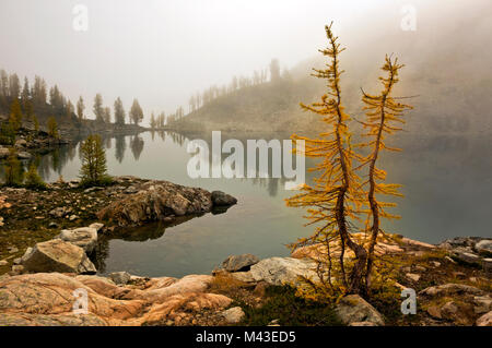 Subalpine Larch Larix lyallii at Wing Lake, North Cascades Washington ...