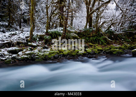 WA13407-00...WASHINGTON - Snow along the moss covered banks of the North Fork Sol Duc River in Olympic Natiional Park. Stock Photo
