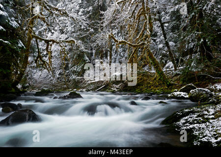 WA13409-00...WASHINGTON - Snow along the moss covered banks of the North Fork Sol Duc River in Olympic Natiional Park. Stock Photo
