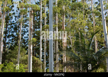 A stand of Eucalyptus grandis also known as the flooded gum or rose gum trees in Northern NSW, Australia Stock Photo