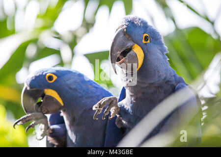 Close-up portrait of two  hyacinth macaws (Anodorhynchus hyacinthinus) eating a walnut. Dubai, UAE. Stock Photo