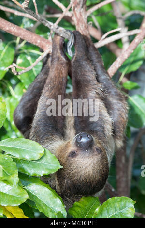 A relaxed sleepy Linnaeus's two-toed sloth (Choloepus didactylus) hanging in tree canopy. Dubai, UAE. Stock Photo