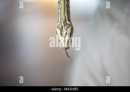 Close-up portrait of a young yellow pattern Burmese python (Python bivittatus) held in hand. Dubai, UAE. Stock Photo