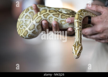 Close-up portrait of a young yellow pattern Burmese python (Python bivittatus) held in hand. Dubai, UAE. Stock Photo
