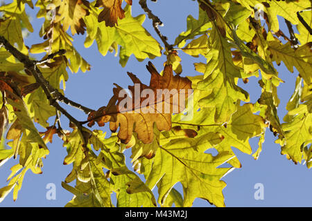 Quercus frainetto (syn. Quercus conferta, autumn Stock Photo