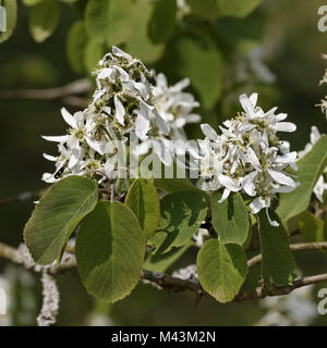 Amelanchier florida, Pacific Serviceberry, Western Stock Photo