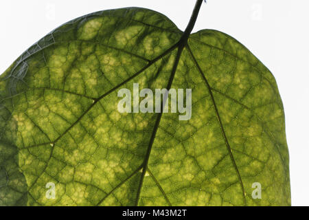 Catalpa speciosa, Northern Catalpa, Hardy Catalpa Stock Photo