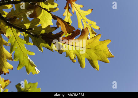 Quercus frainetto, Hungarian Oak, leaves in autumn Stock Photo