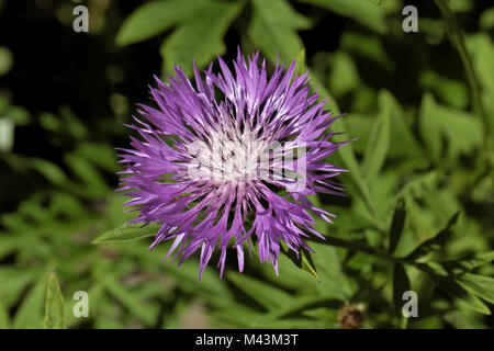 Centaurea dealbata, Persian Cornflower, Whitewash Stock Photo